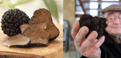 Nấm cục truffle giúp tăng cường trí nhớ