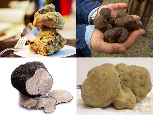 Hình ảnh nấm cục truffle