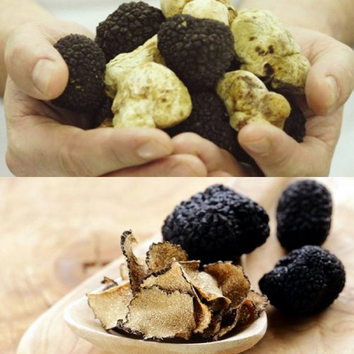 Nấm truffle là loại nấm đắt nhất trên thế giới