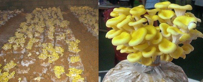 Kỹ thuật trồng nấm mỡ gà rất đơn giản.