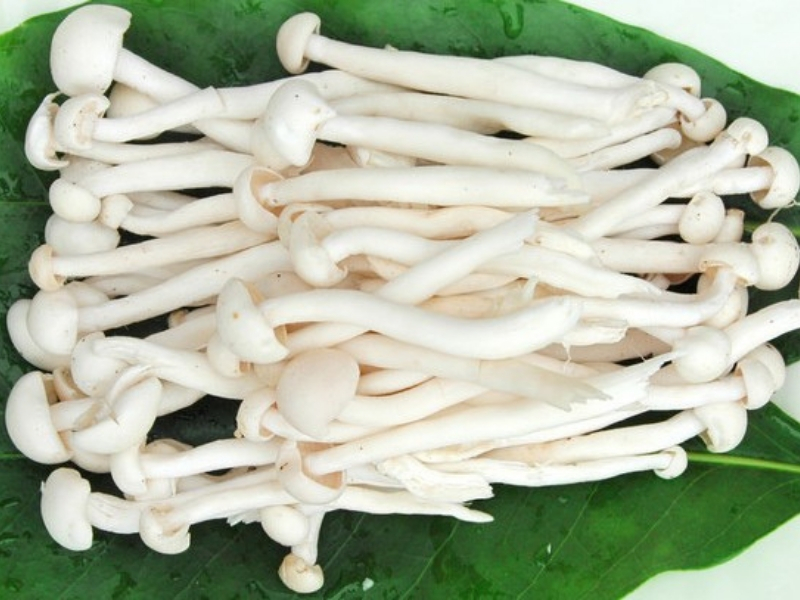 Nấm ngọc trâm trắng chưa hoạt chất chống lão hóa